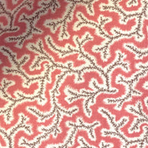 Dulcie 02 - Coral