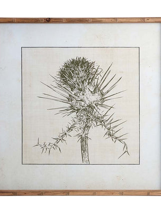 Centaurea aspera thistle bud print
