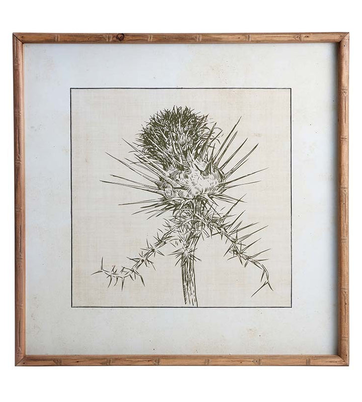 Centaurea aspera thistle bud print