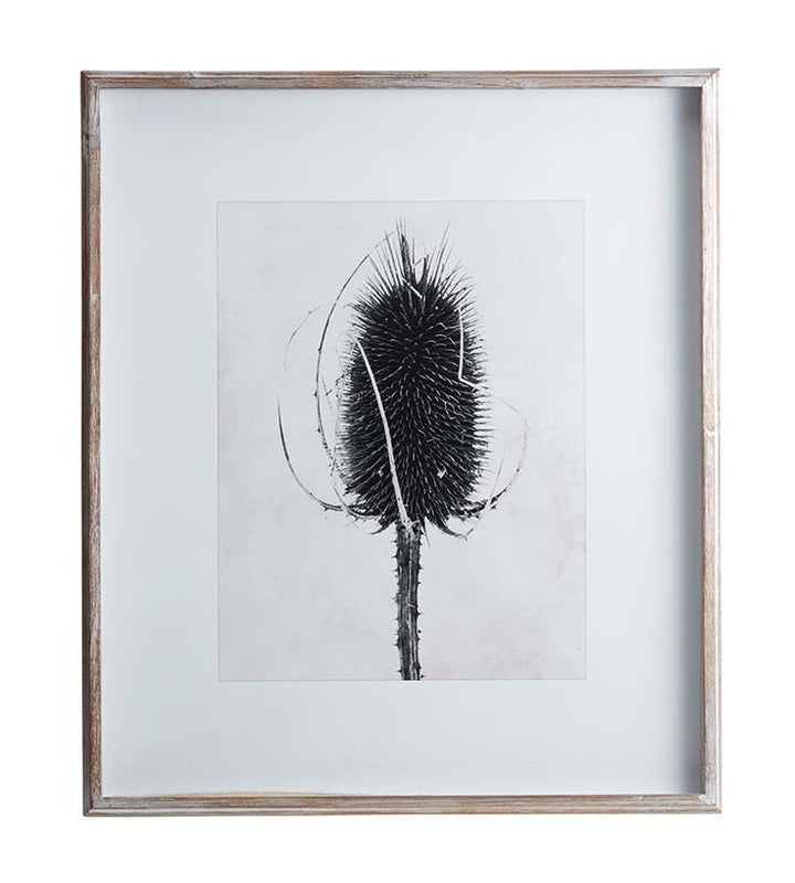 Scottish thistle print